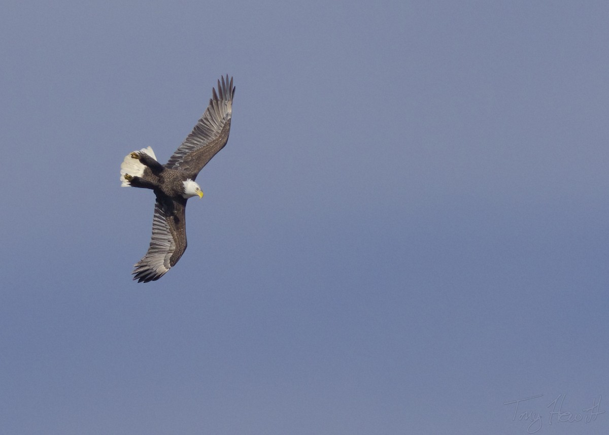 Bald Eagle - ML518642021
