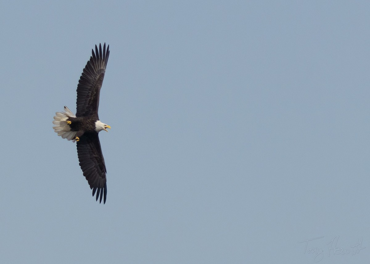 Bald Eagle - ML518642031