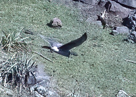 Pallid Harrier - ML518642121