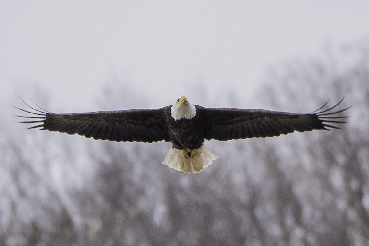 Bald Eagle - ML51864291