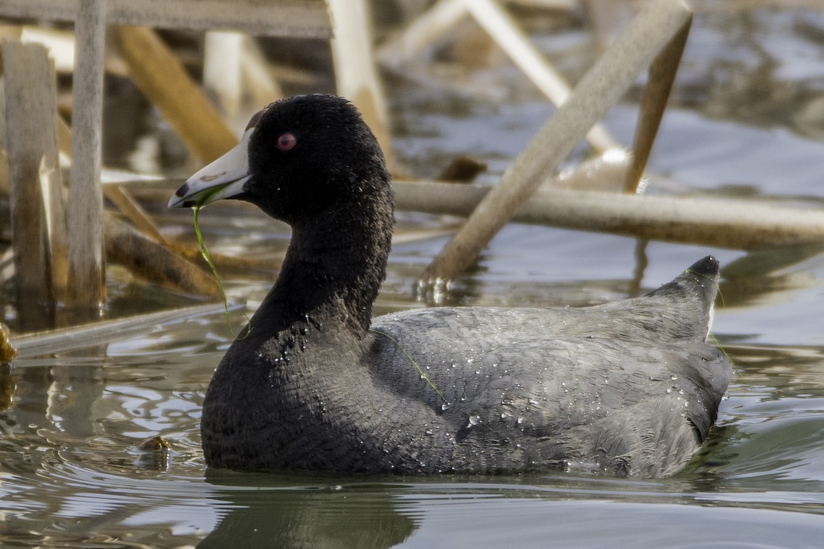 American Coot - ML51864381