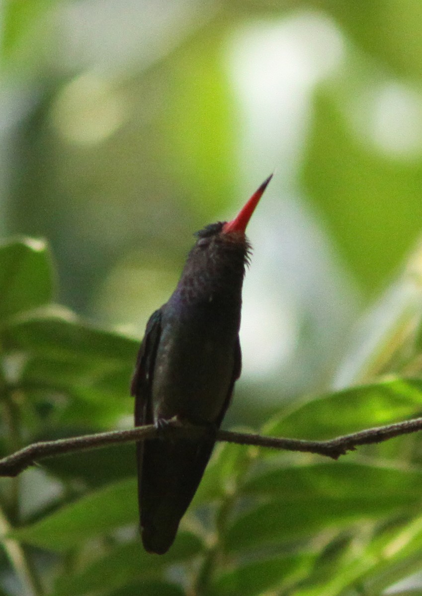 gullhalekolibri - ML518643871