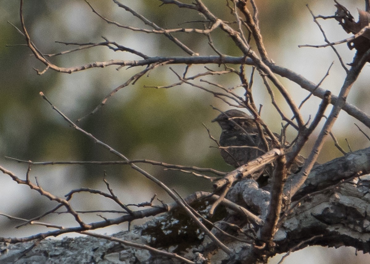 Savanna Nightjar - Bill Bacon