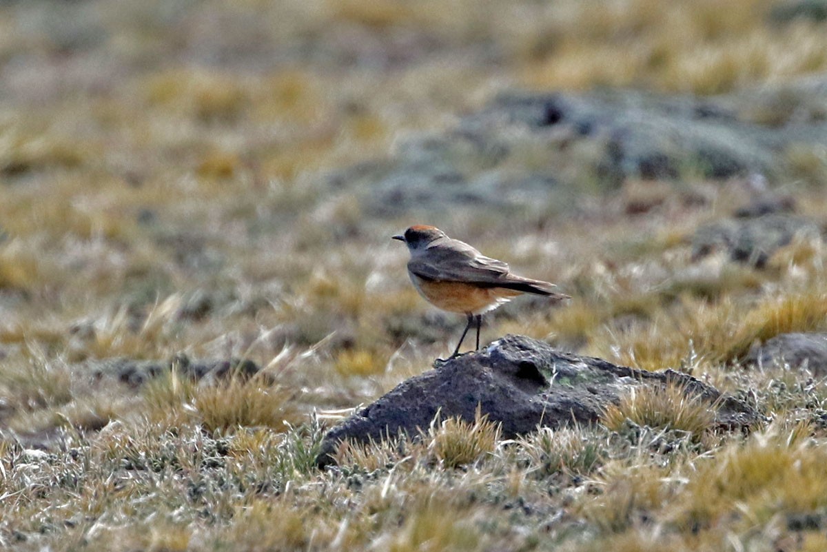 Cinnamon-bellied Ground-Tyrant - Don Roberson