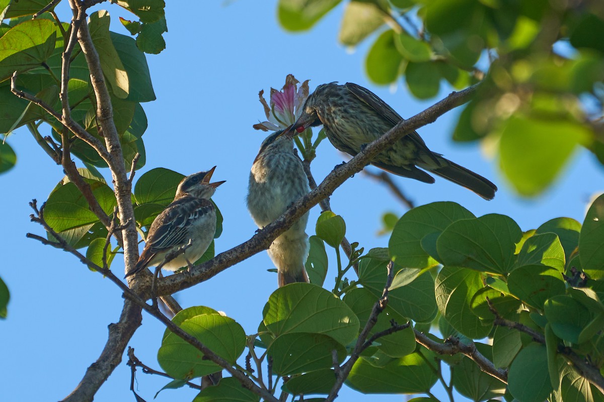 glennetyrann - ML518646911