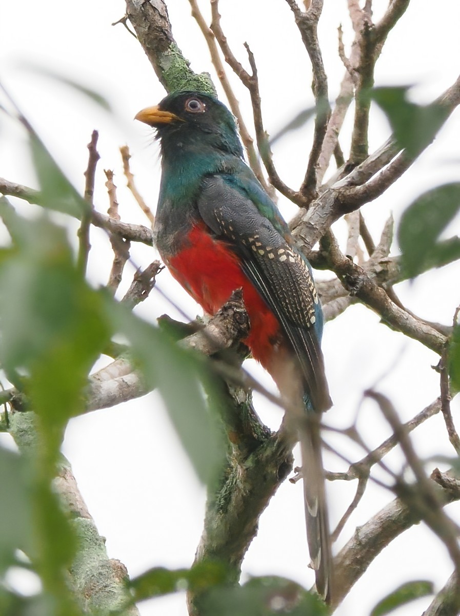 Trogon d'Équateur - ML518647921