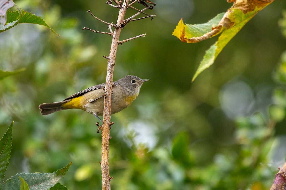 Virginia's Warbler - ML518648391