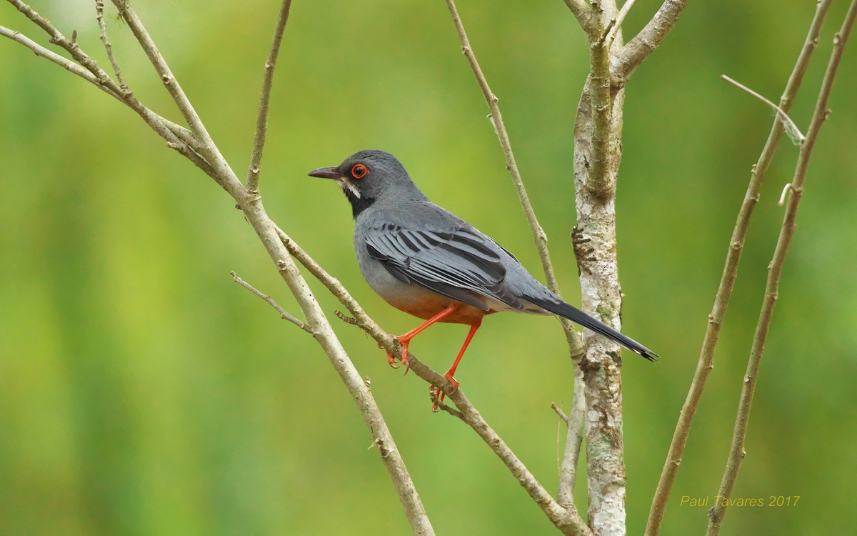 Red-legged Thrush - ML51864891