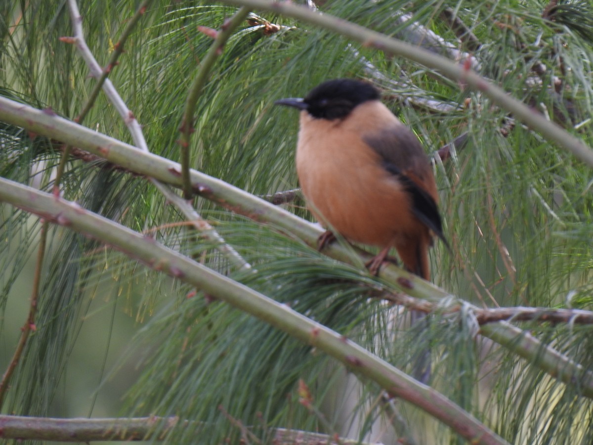 Rufous Sibia - ML518648981