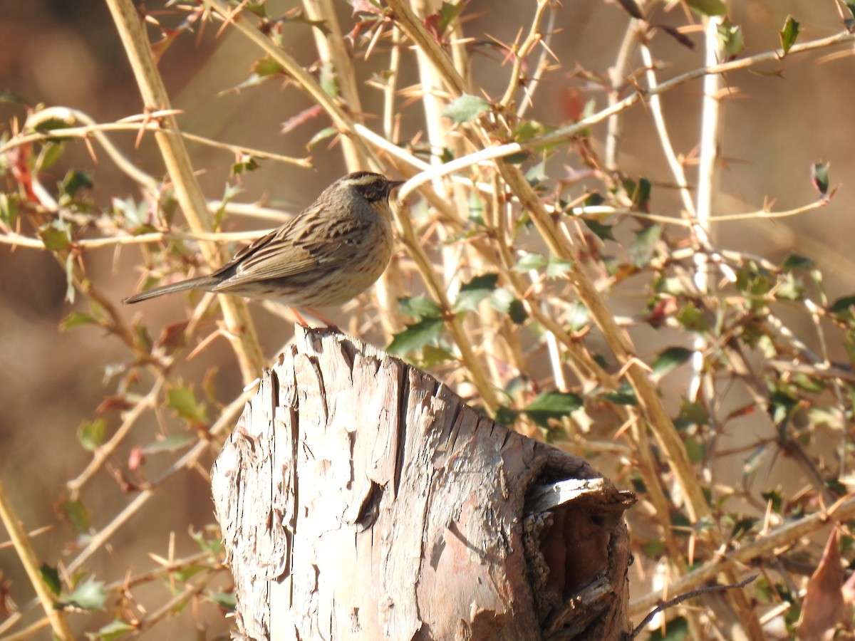 Black-throated Accentor - ML518649131