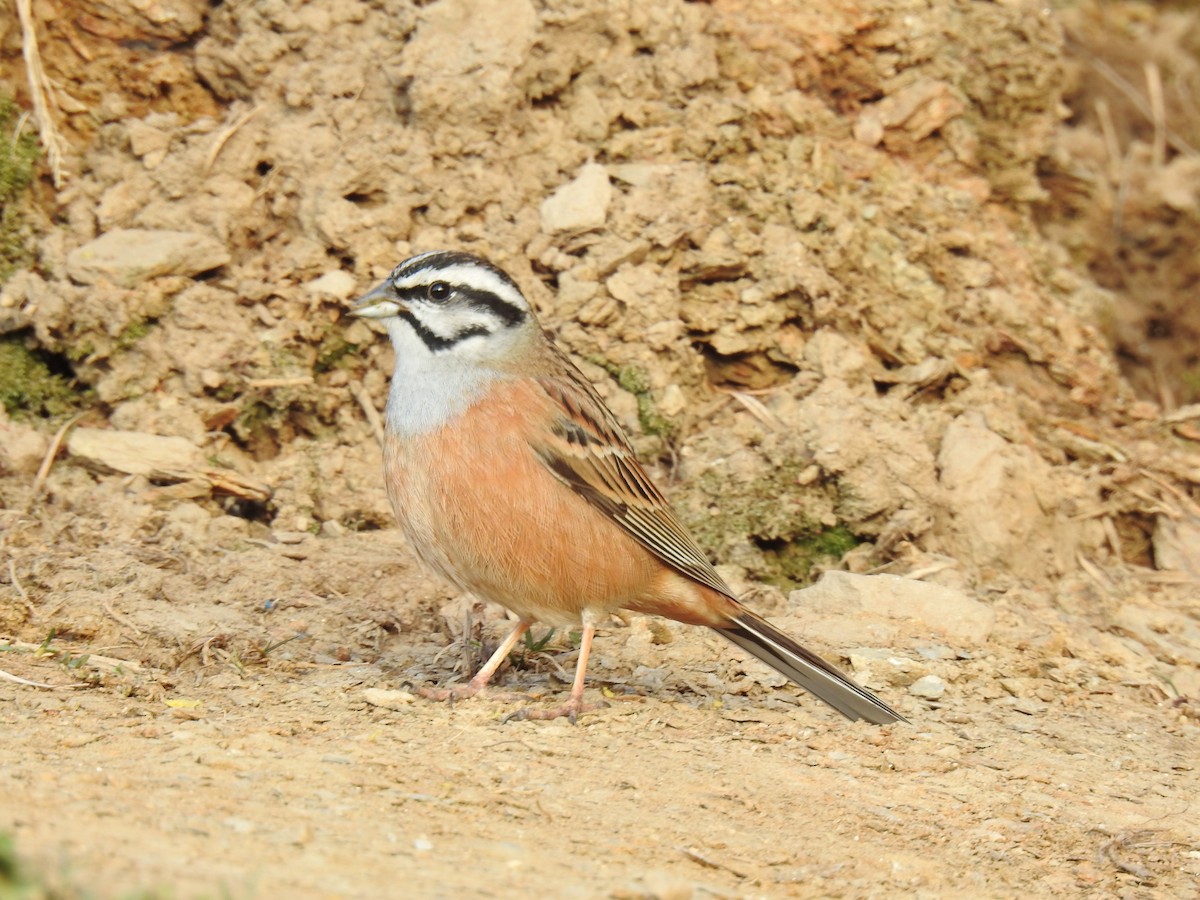 Rock Bunting - ML518649171