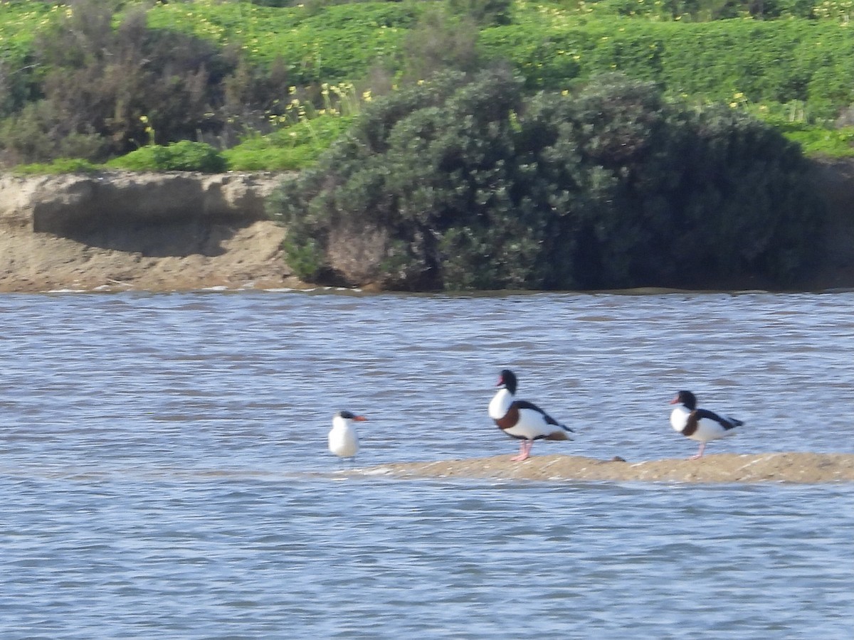 Caspian Tern - ML518649191