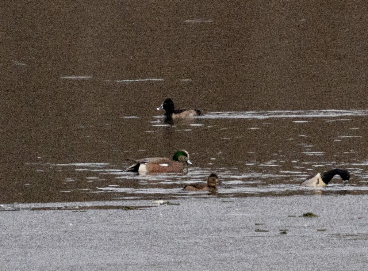 American Wigeon - ML518649271