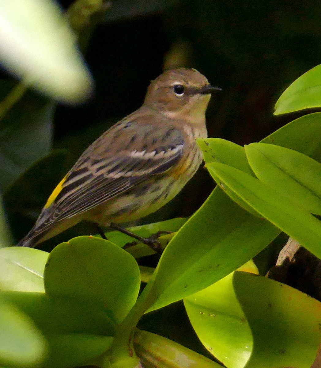 Yellow-rumped Warbler - ML518649691