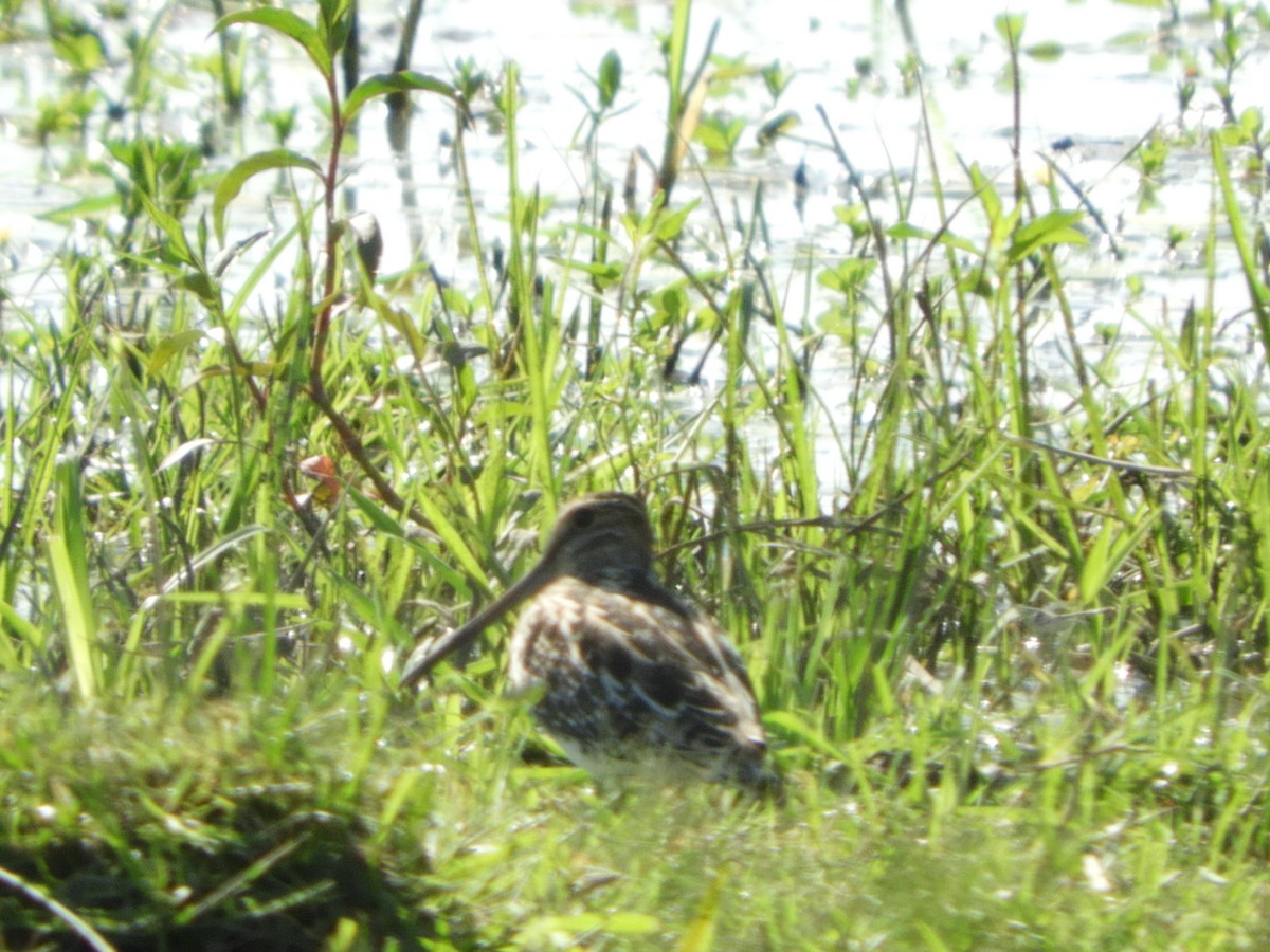 Pantanal Snipe - ML518649871