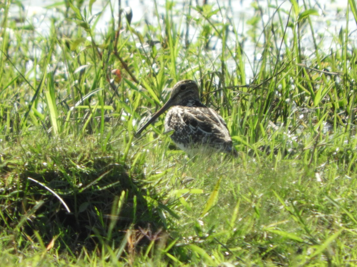 Pantanal Snipe - ML518649881