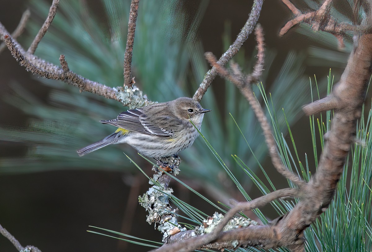 Yellow-rumped Warbler - ML518650781