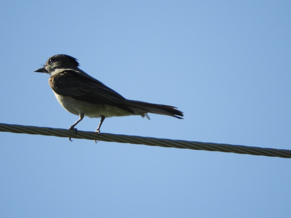 Crowned Slaty Flycatcher - ML518651371