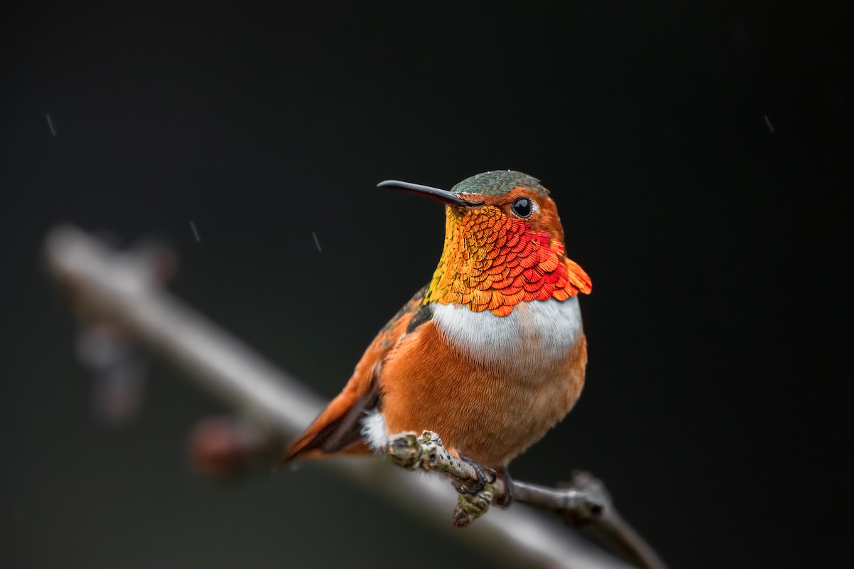 Allen's Hummingbird - ML518651461