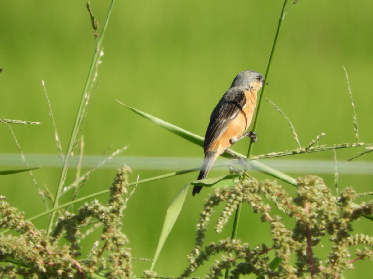 Tawny-bellied Seedeater - Silvia Enggist