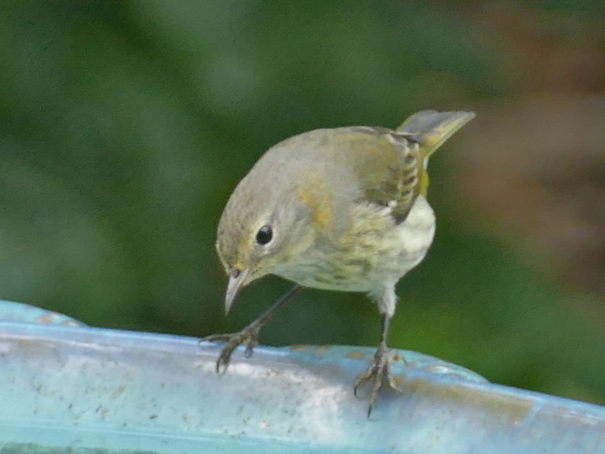 Cape May Warbler - ML518652991