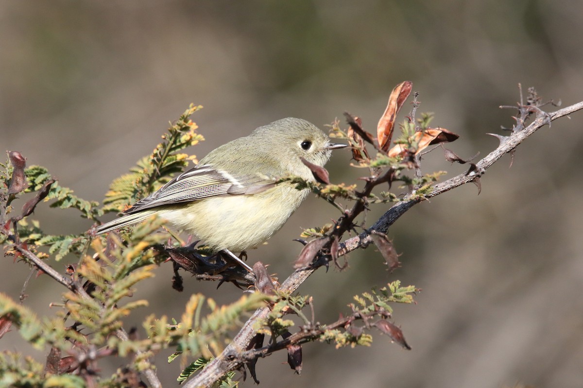 Ruby-crowned Kinglet - L. Ernesto Perez Montes (The Mexican Violetear 🦉)