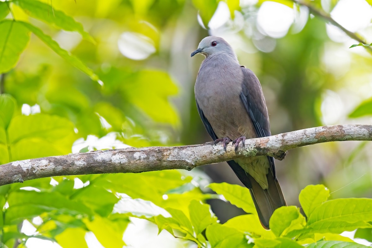 Фиджийский плодовый голубь - ML518653531