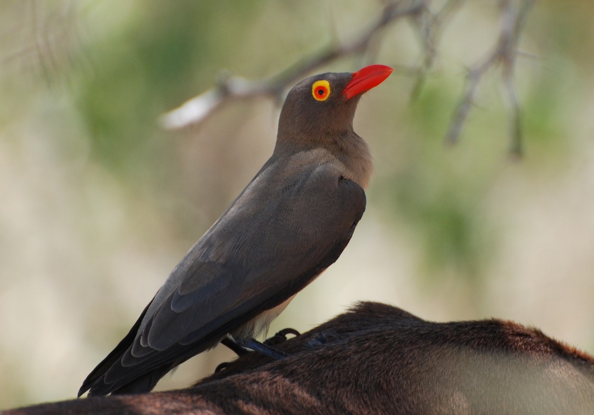 Red-billed Oxpecker - Rick Brown