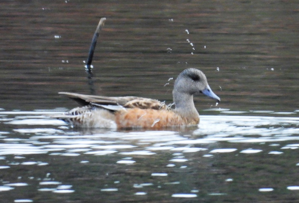 Canard chipeau - ML518654401