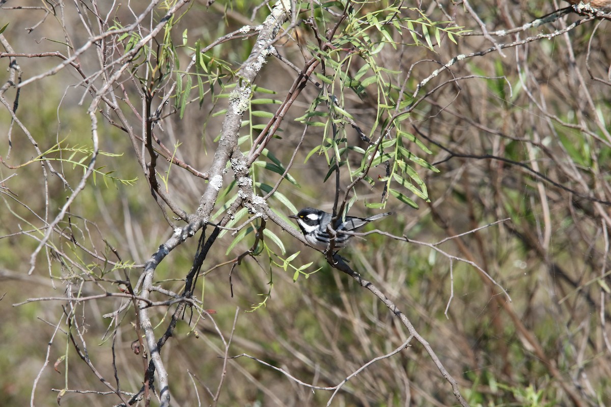 Black-throated Gray Warbler - L. Ernesto Perez Montes (The Mexican Violetear 🦉)