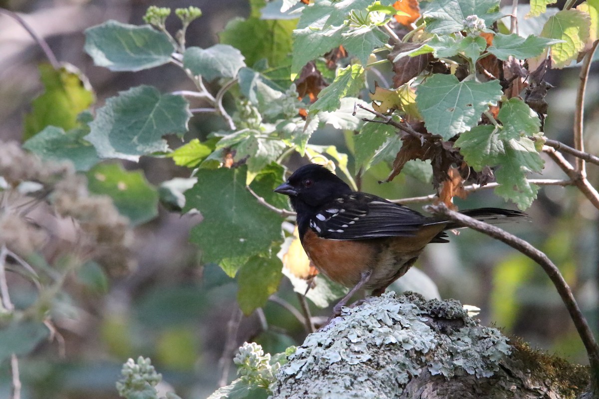 Spotted Towhee - L. Ernesto Perez Montes (The Mexican Violetear 🦉)