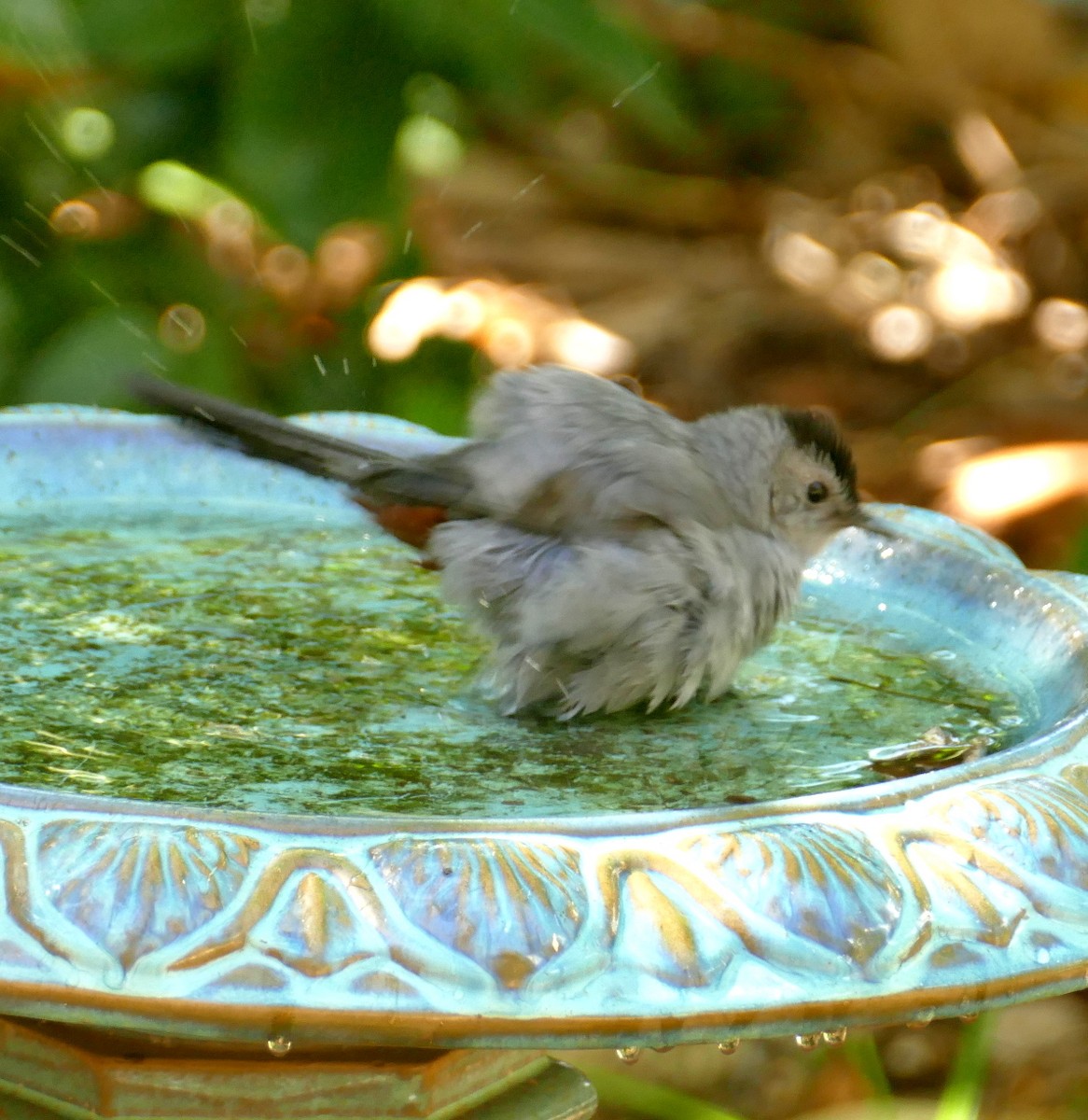Gray Catbird - ML518655841