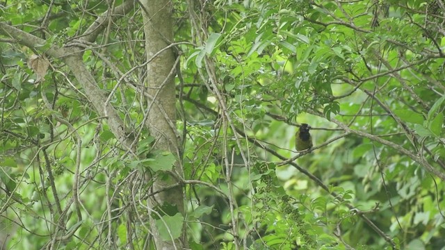 Crimson-collared Grosbeak - ML518655921