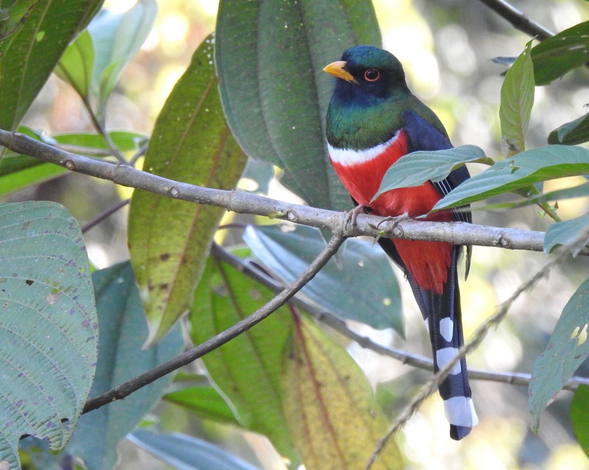 Masked Trogon - ML518656131