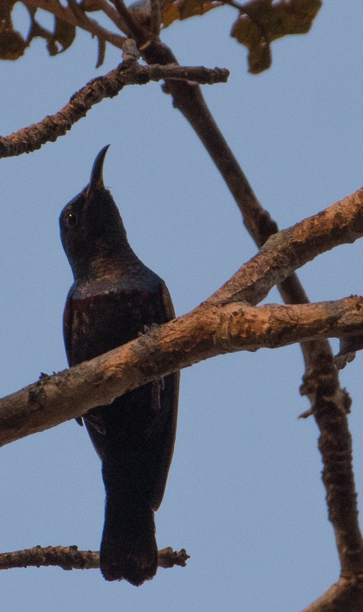 Purple Sunbird - ML51865701