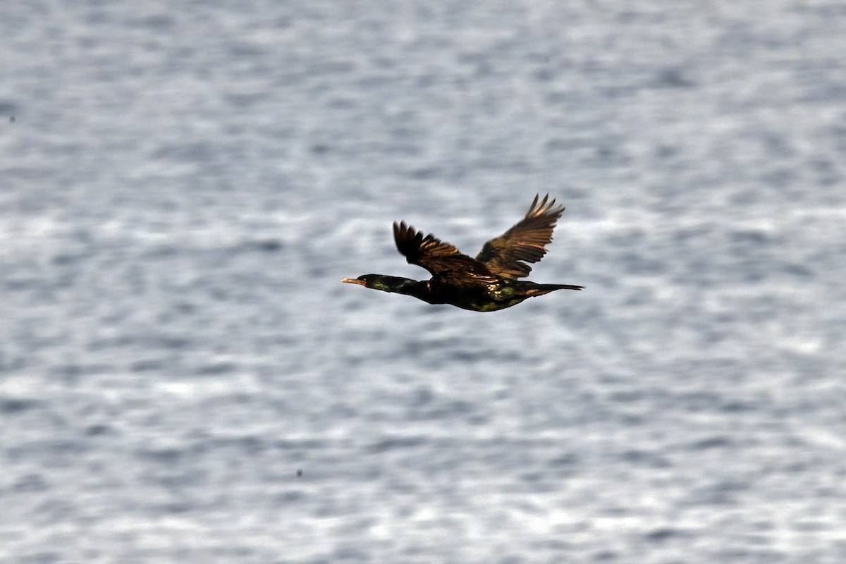 Cormorán Pelágico - ML518659151