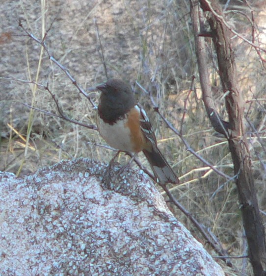 Spotted Towhee - ML51865941