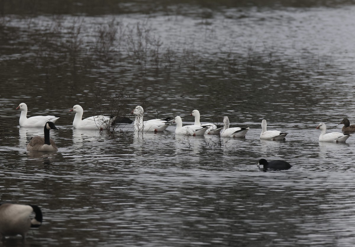 eskimogås - ML518660351