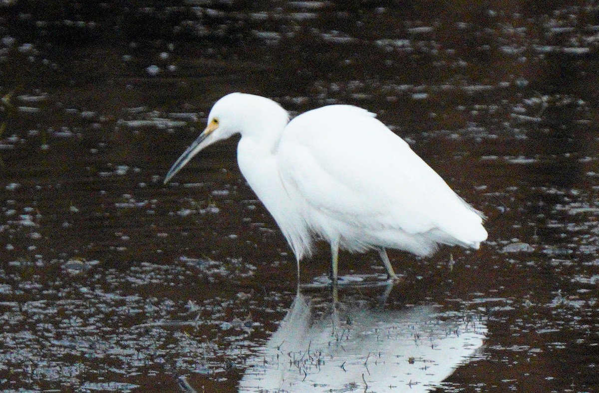 Snowy Egret - Gaurav Parekh