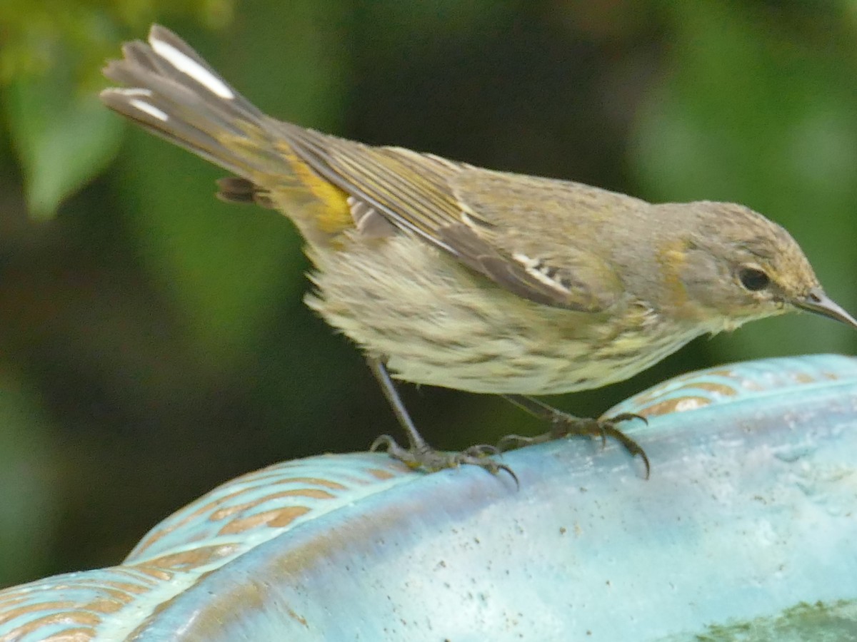 Cape May Warbler - ML518660531