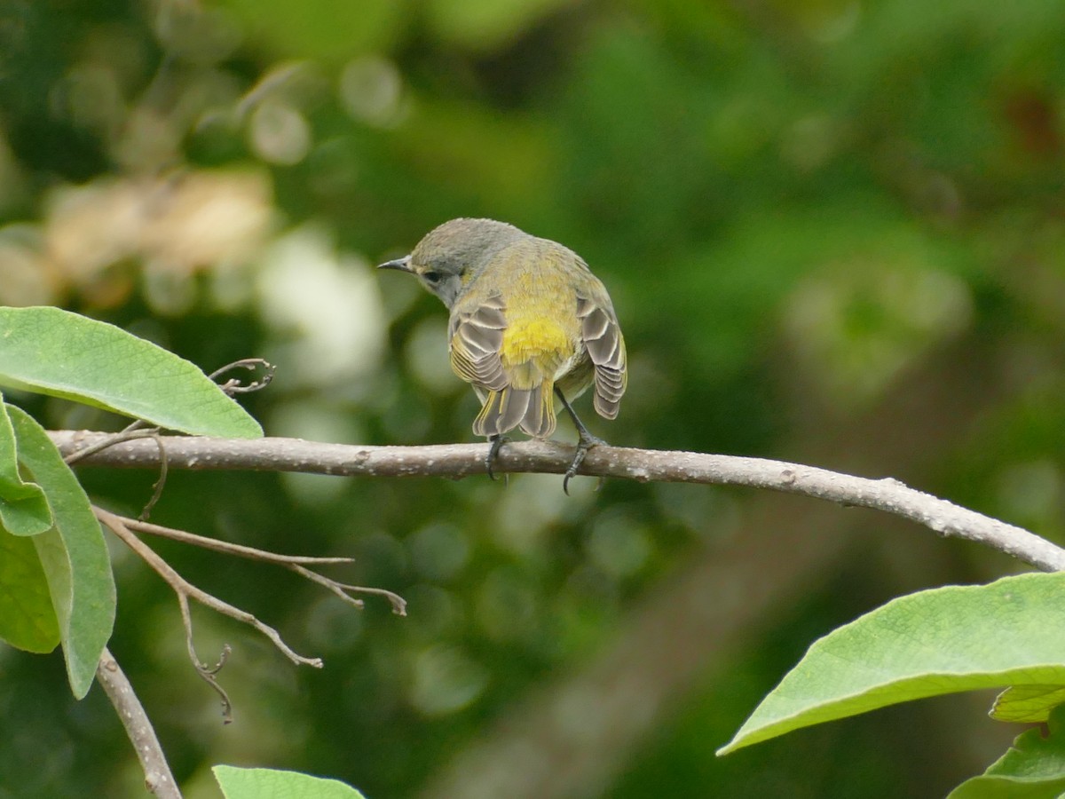 Cape May Warbler - ML518661091