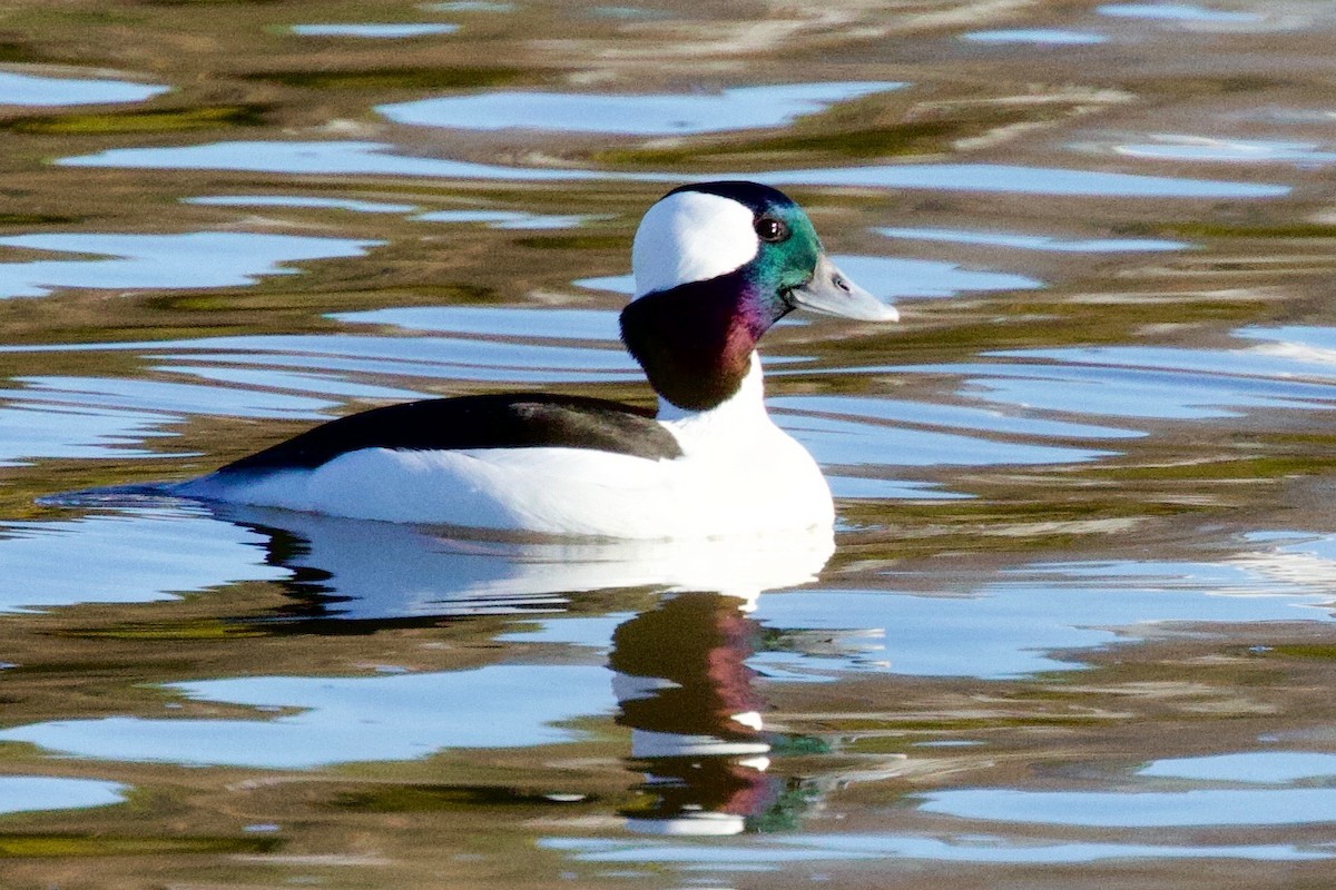 Bufflehead - ML518661791