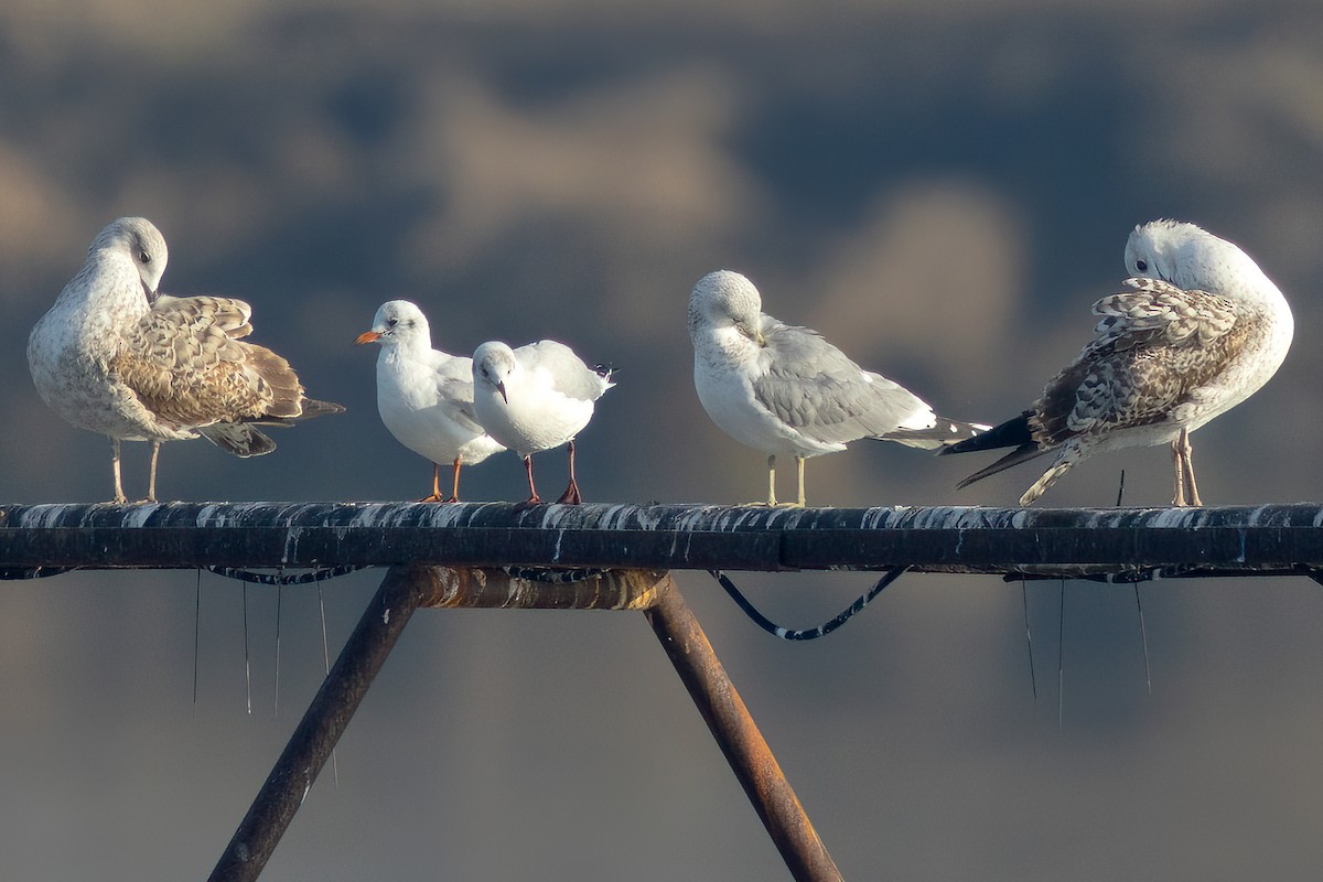 Yellow-legged Gull - Anonymous