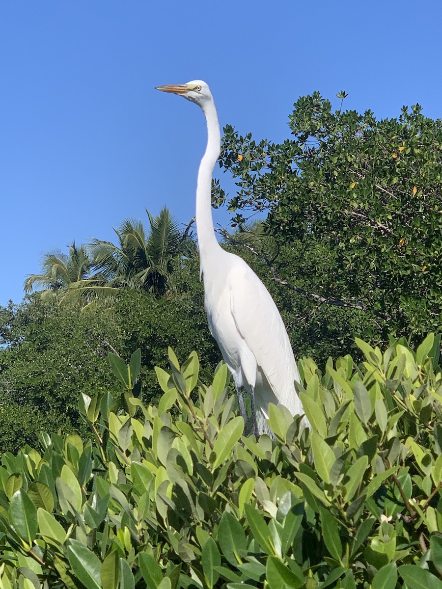 Great Egret - Karen Dec