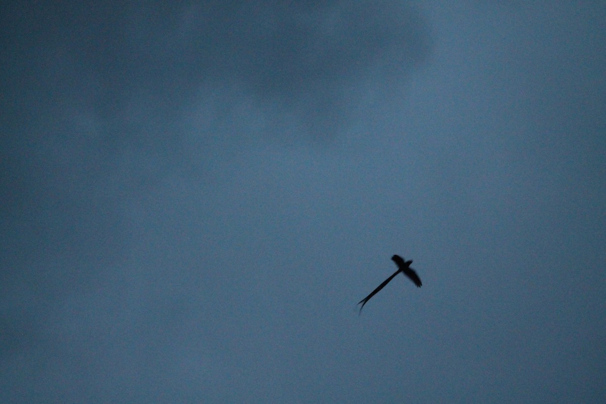 Lyre-tailed Nightjar - ML51866361