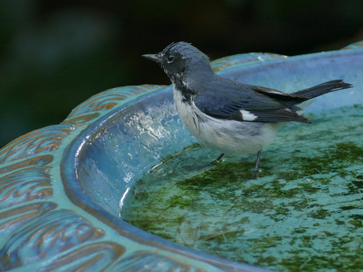 Black-throated Blue Warbler - ML518663611