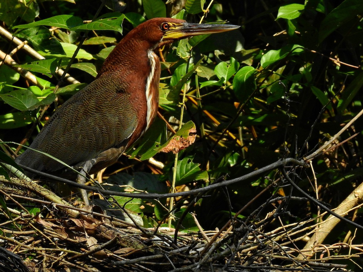 Rufescent Tiger-Heron - ML518663651