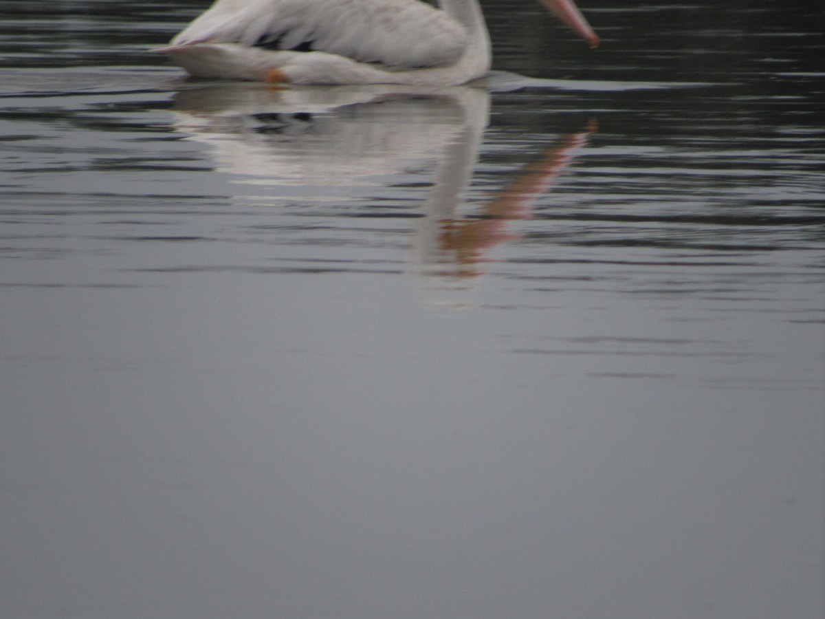 American White Pelican - Justin Leahy