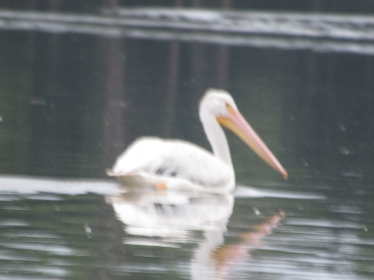 American White Pelican - ML518665271