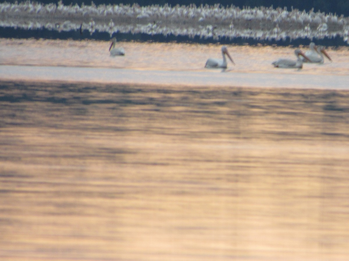 American White Pelican - ML518665361